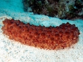 Sea Cucumber