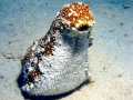 Sea Cucumber