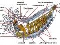 Sea Cucumber