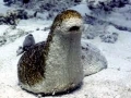 Sea Cucumber