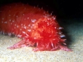 Sea Cucumber