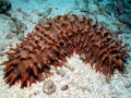 Sea Cucumber