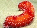Sea Cucumber