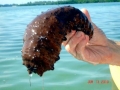 Sea Cucumber
