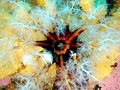 Sea Cucumber
