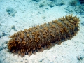 Sea Cucumber