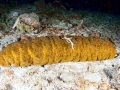 Sea Cucumber
