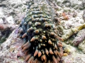 Sea Cucumber