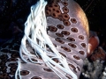 Sea Cucumber