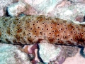Sea Cucumber