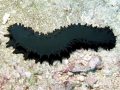 Sea Cucumber