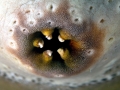 Sea Cucumber