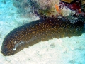 Sea Cucumber