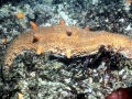 Sea Cucumber