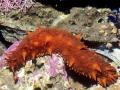 Sea Cucumber