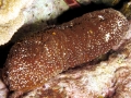 Sea Cucumber