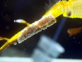 Sea Dragon