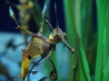 Sea Dragon