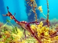 Sea Dragon