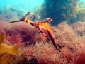 Sea Dragon