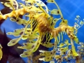 Sea Dragon