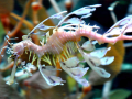 Sea Dragon