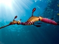 Sea Dragon