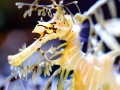 Sea Dragon
