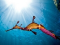 Sea Dragon