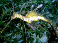 Sea Dragon