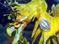 Sea Dragon