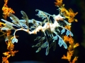 Sea Dragon