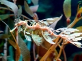 Sea Dragon