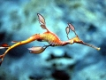 Sea Dragon