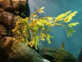 Sea Dragon