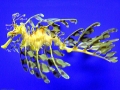 Sea Dragon