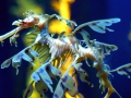 Sea Dragon