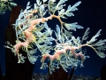Sea Dragon