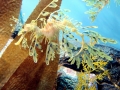 Sea Dragon
