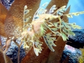 Sea Dragon