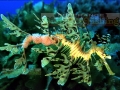 Sea Dragon