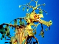 Sea Dragon