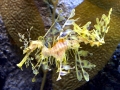 Sea Dragon