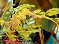 Sea Dragon