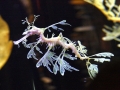 Sea Dragon