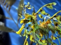 Sea Dragon