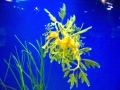 Sea Dragon
