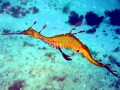Sea Dragon