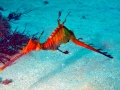 Sea Dragon