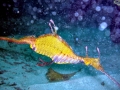 Sea Dragon